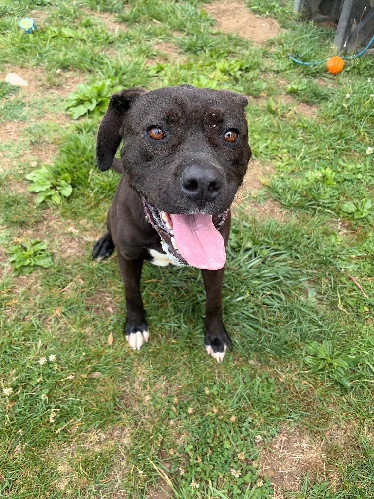 Taz, a Adoptable Pit Bull Terrier in Gallatin, TN image 2/2