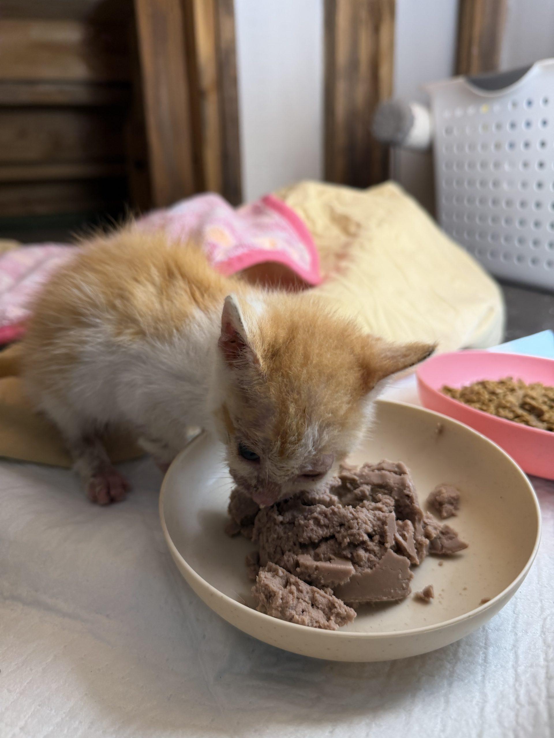 Enlarge Nugget, a Adoptable American Shorthair in Paulina, LA image 1/3