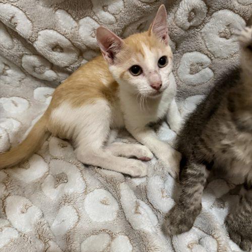 Enlarge Nugget, a Adoptable American Shorthair in Paulina, LA image 2/3