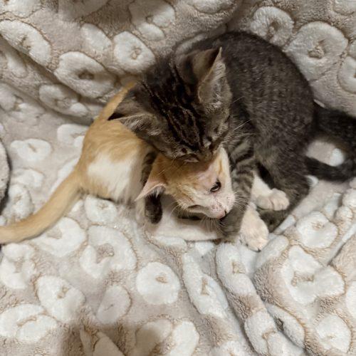 Enlarge Nugget, a Adoptable American Shorthair in Paulina, LA image 3/3