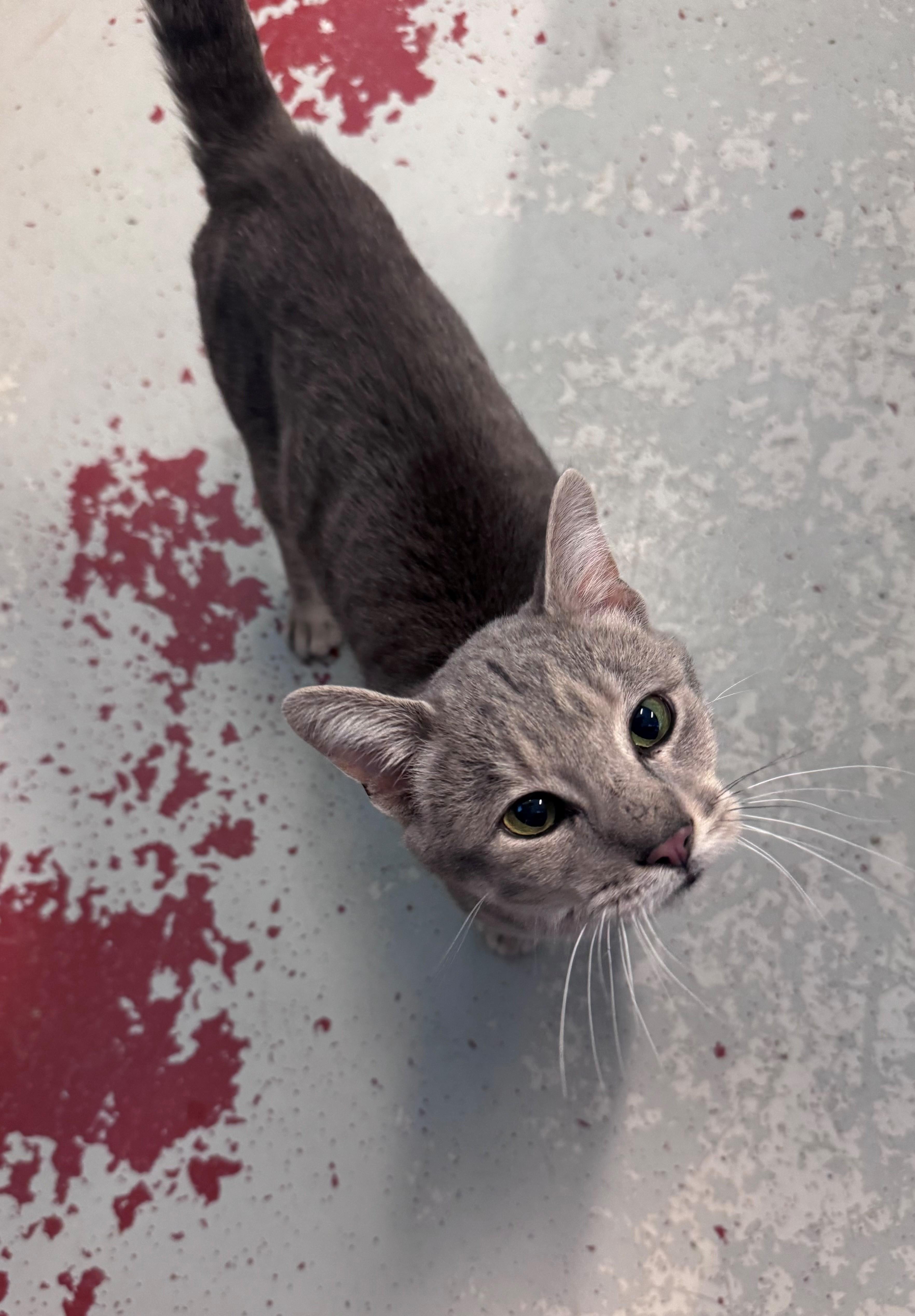 Tristan, ADOPTABLE, Young Male Domestic Short Hair.