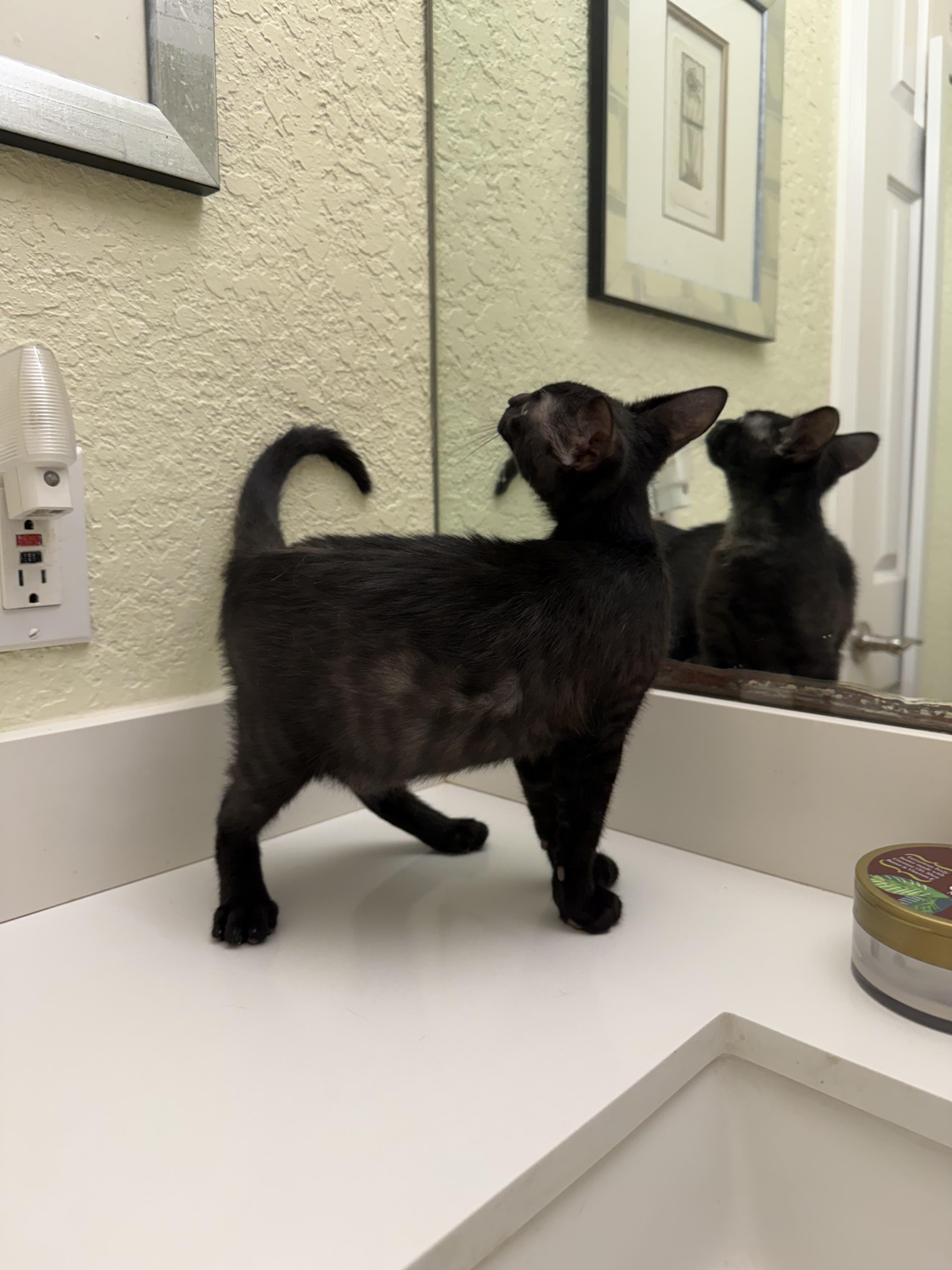 Enlarge Binx, a ADOPTABLE Domestic Short Hair in Boston, MA image 4/4