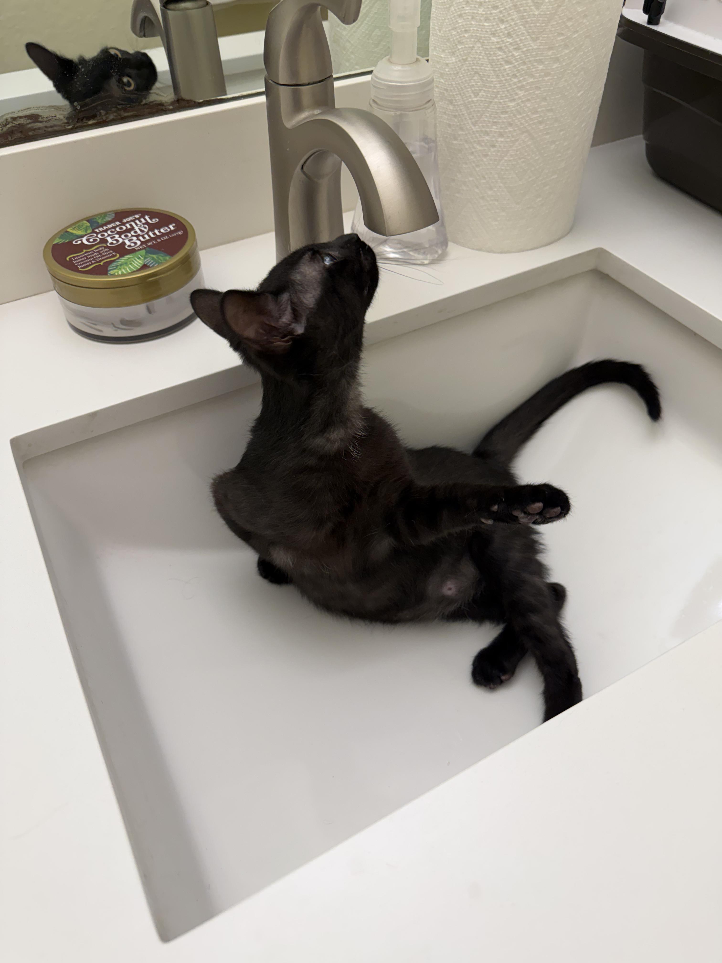 Enlarge Binx, a ADOPTABLE Domestic Short Hair in Boston, MA image 3/4