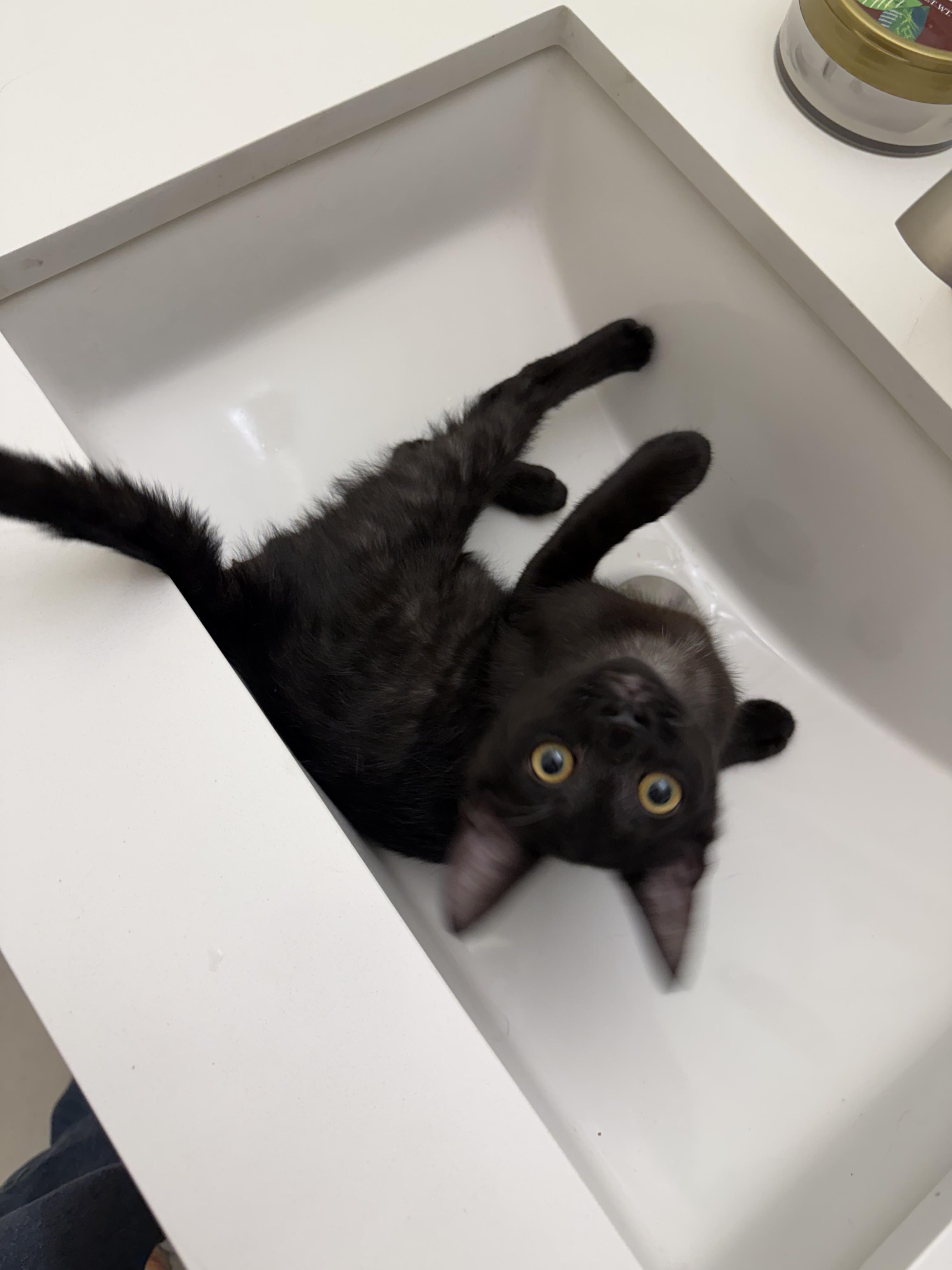 Binx, ADOPTABLE, Kitten Male Domestic Short Hair.