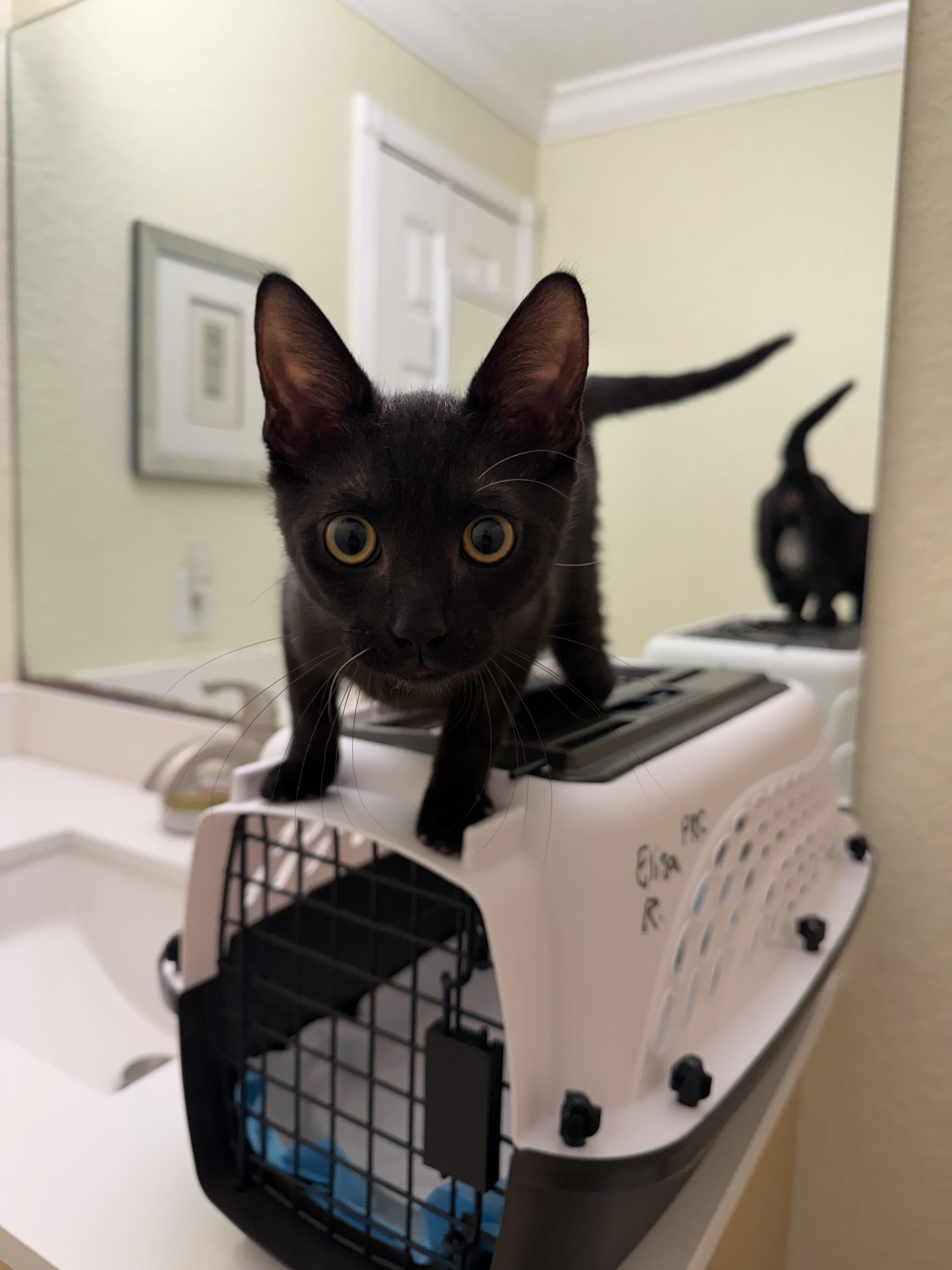 Enlarge Binx, a ADOPTABLE Domestic Short Hair in Boston, MA image 2/4