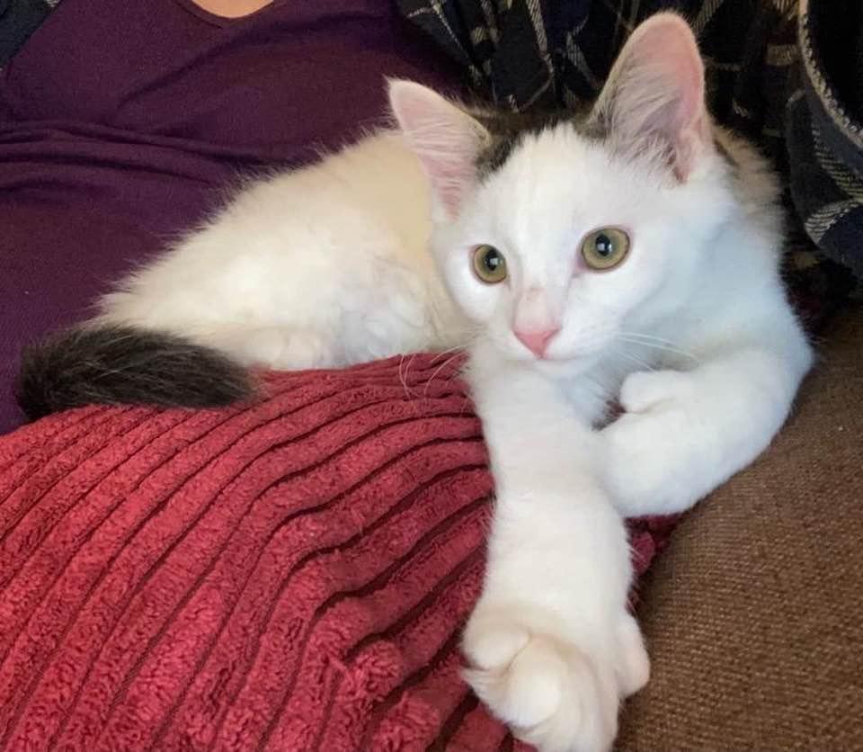 MOE & EENY, Adopted, Kitten Male Domestic Short Hair.