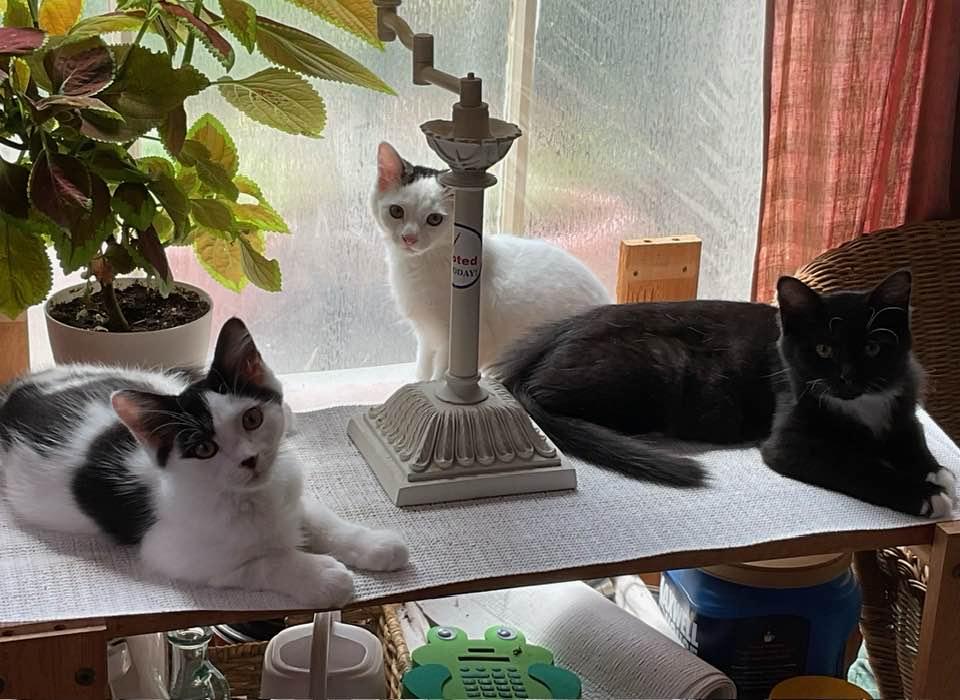 Enlarge MOE & EENY, a Adopted Domestic Short Hair in Portland, ME image 2/2