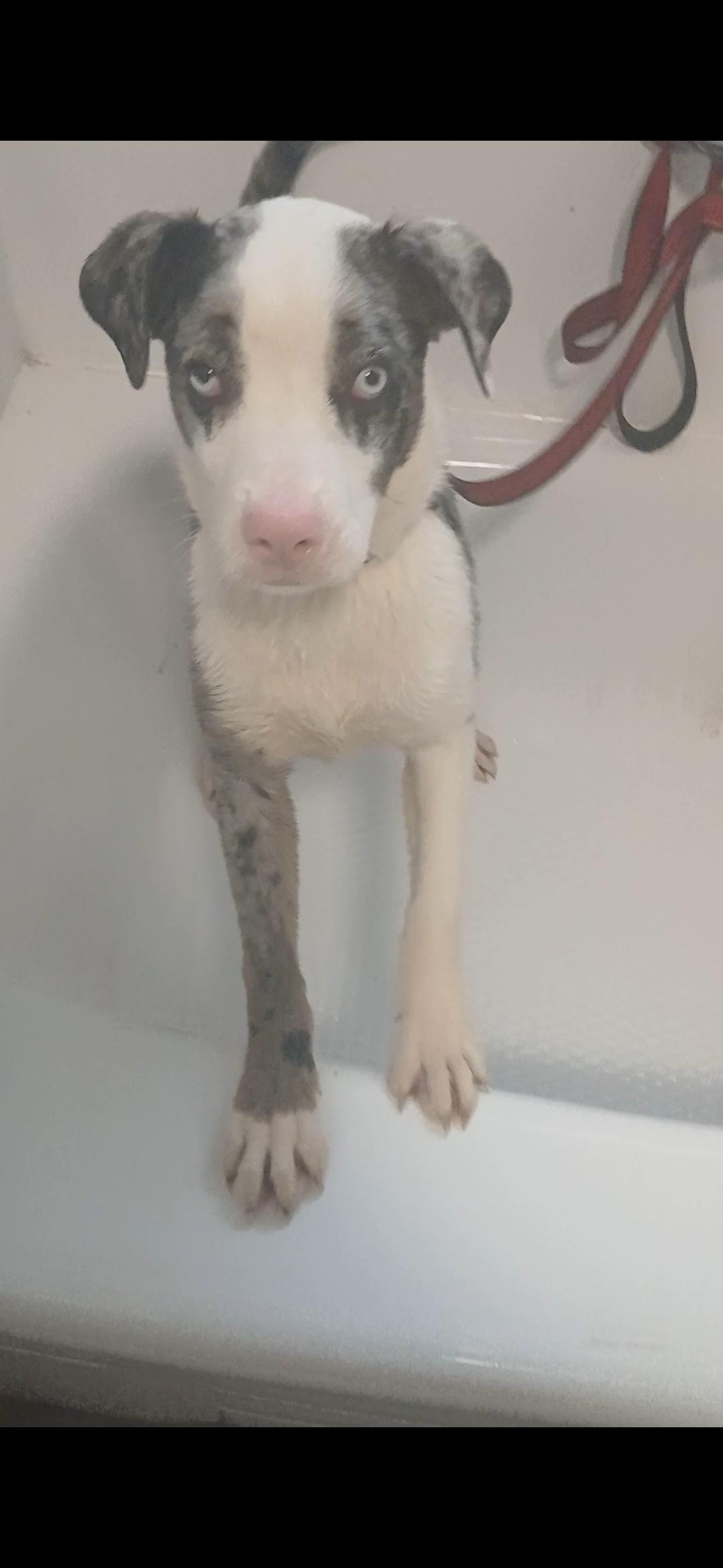 Enlarge Sköll, a ADOPTABLE Mixed Breed in Kenosha, WI image 2/4