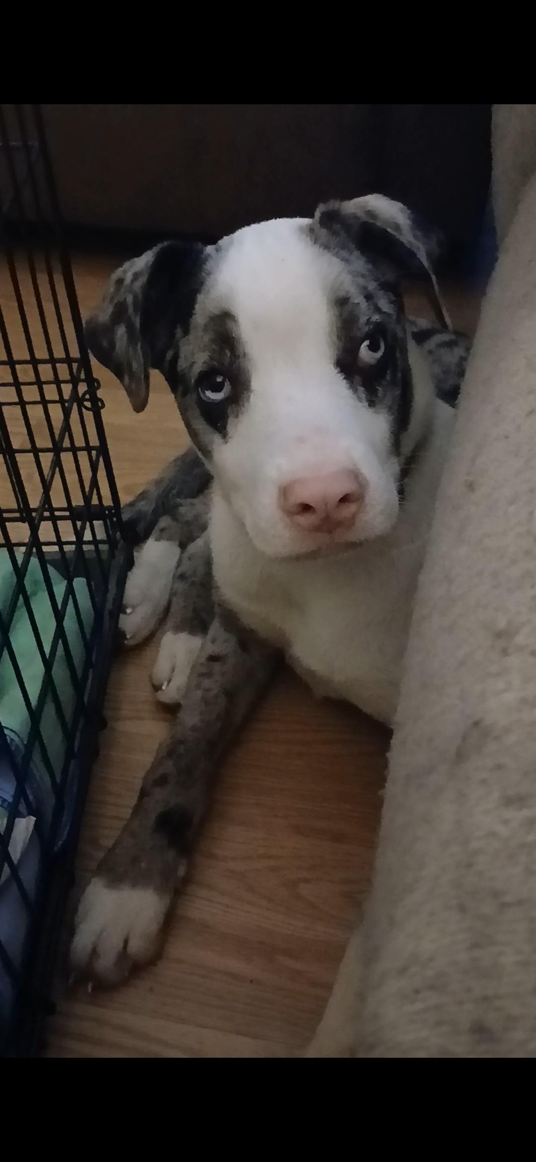 Sköll, ADOPTABLE, Young Male Mixed Breed.