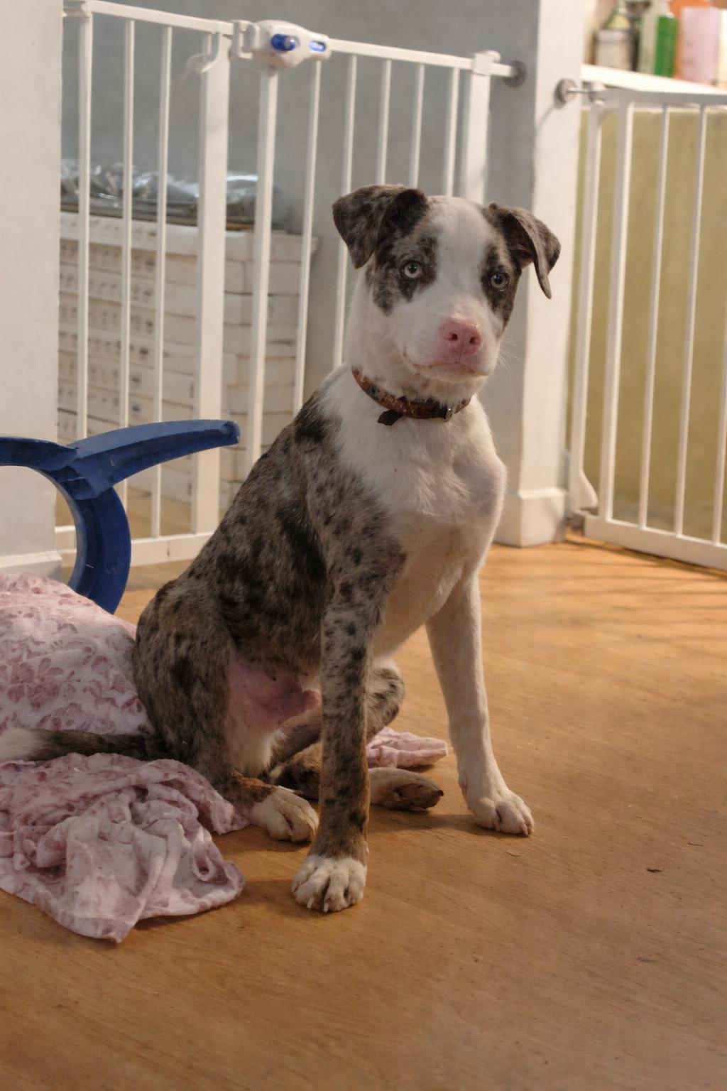 Enlarge Sköll, a ADOPTABLE Mixed Breed in Kenosha, WI image 3/4