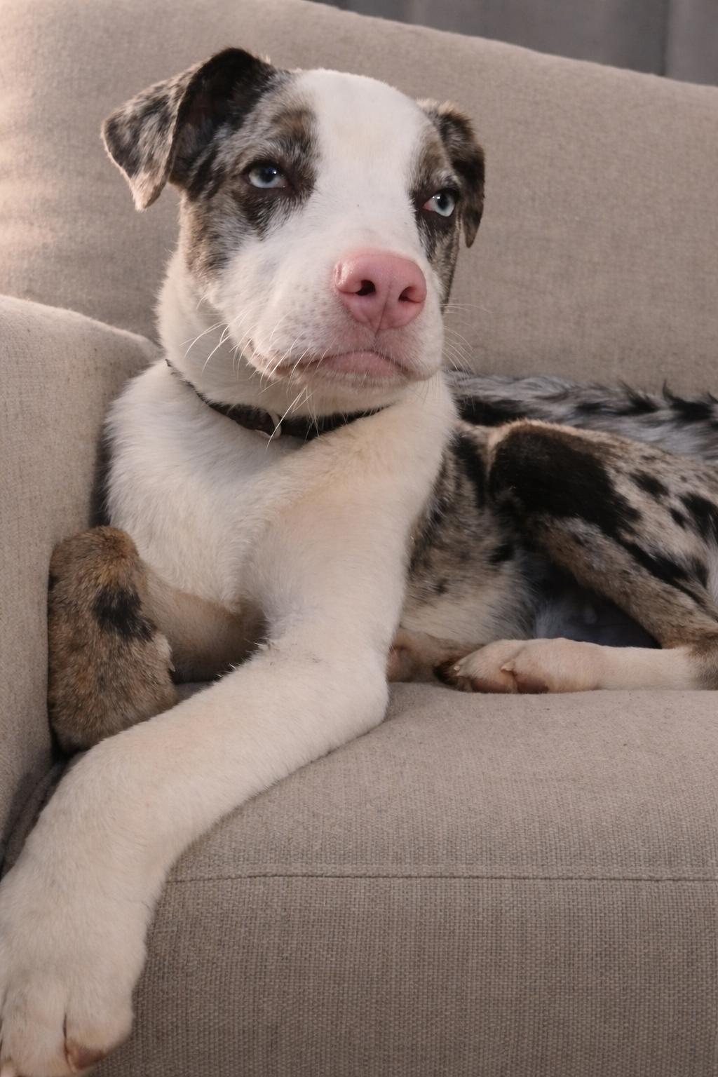 Enlarge Sköll, a ADOPTABLE Mixed Breed in Kenosha, WI image 4/4