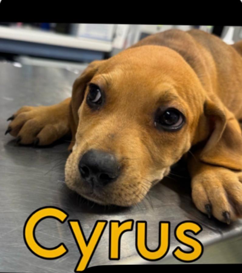 Enlarge Cyrus, a Adopted Hound in CHURCHVILLE, NY image 1/2