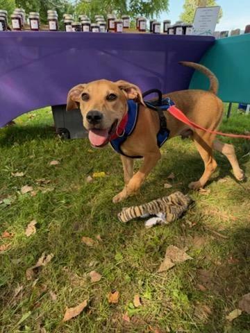 Enlarge Cyrus, a Adopted Hound in CHURCHVILLE, NY image 2/2