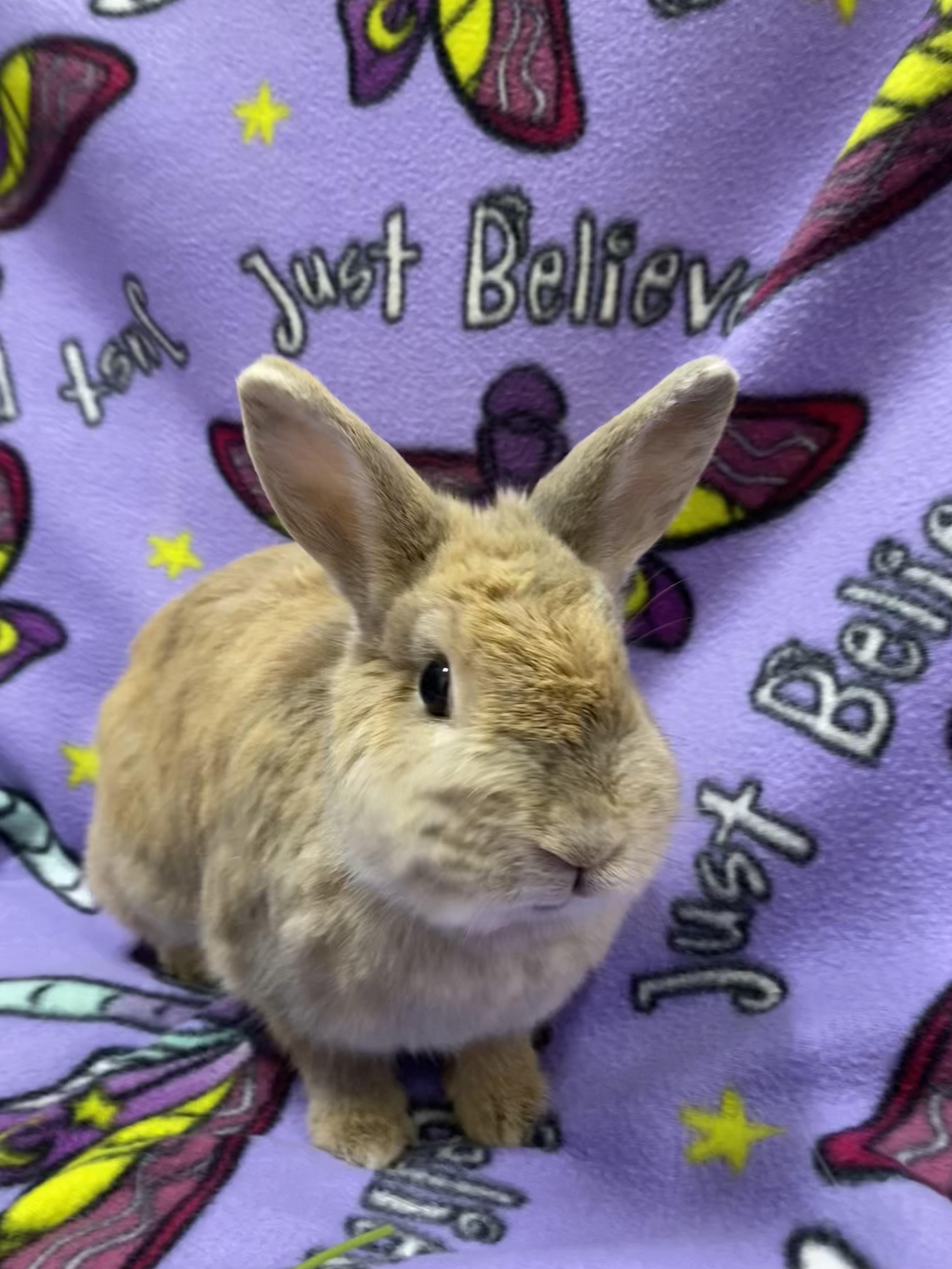 Briar, an adopted mixed breed in Livermore, CA image 2/4