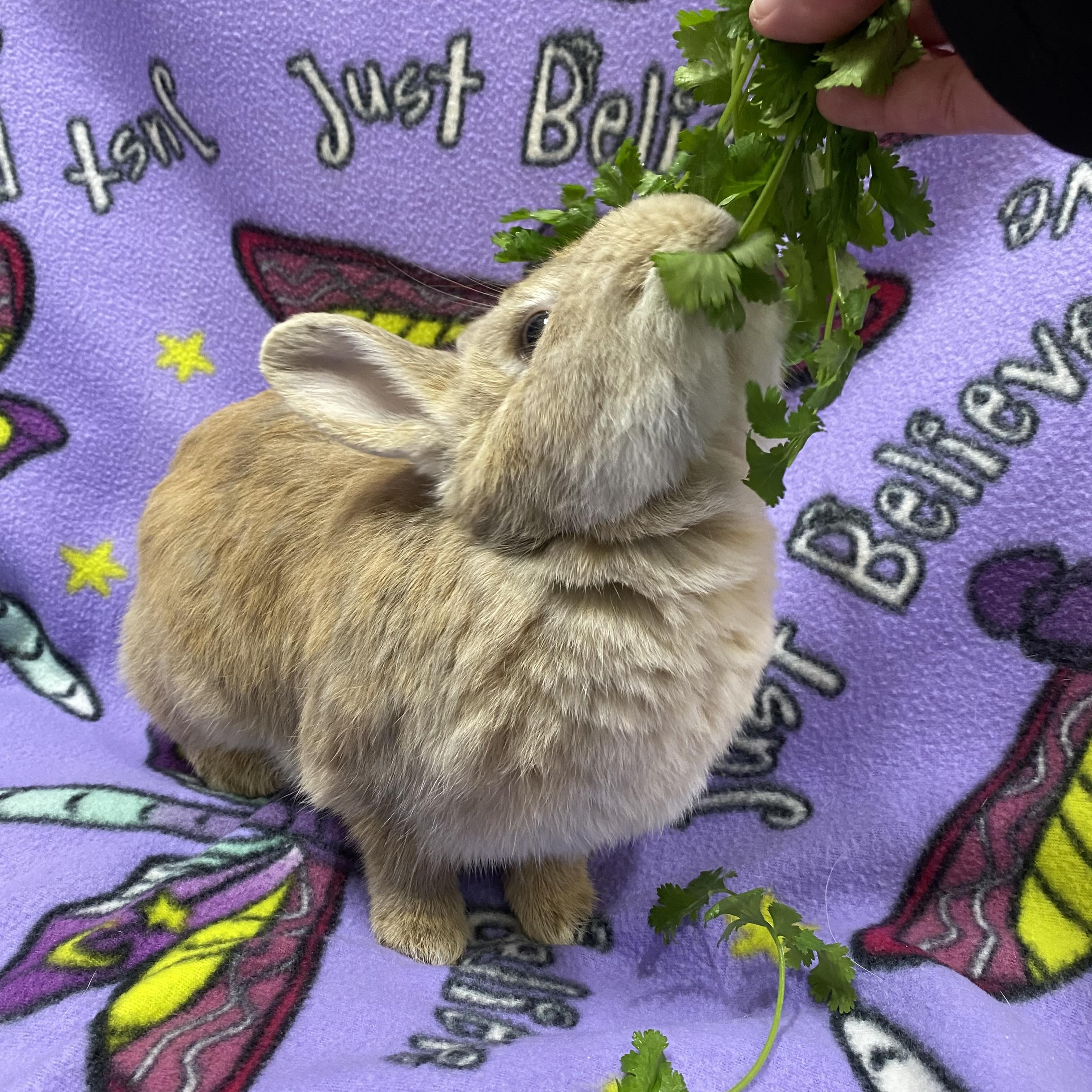 Briar, an adopted mixed breed in Livermore, CA image 4/4