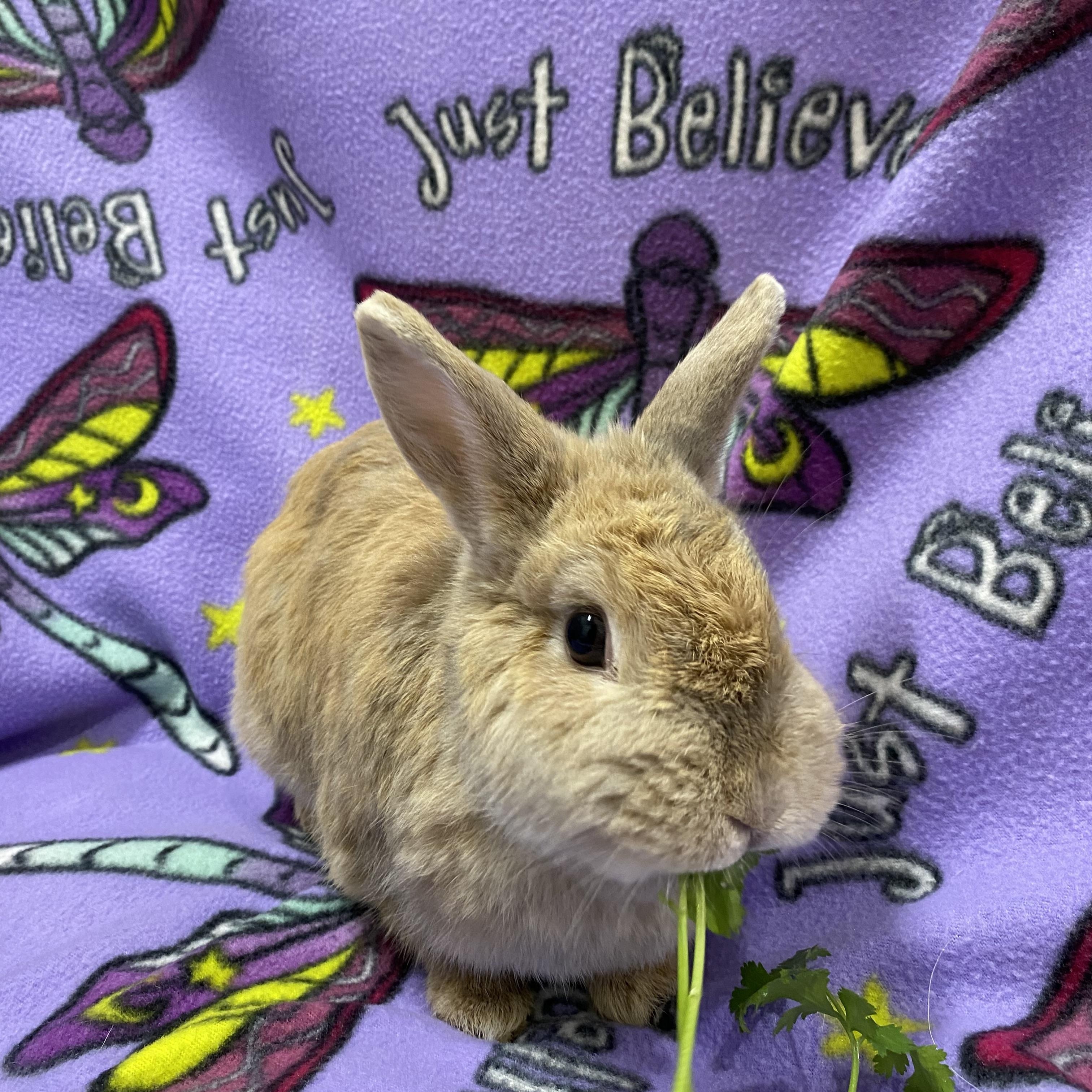 Briar, an adopted mixed breed in Livermore, CA image 3/4
