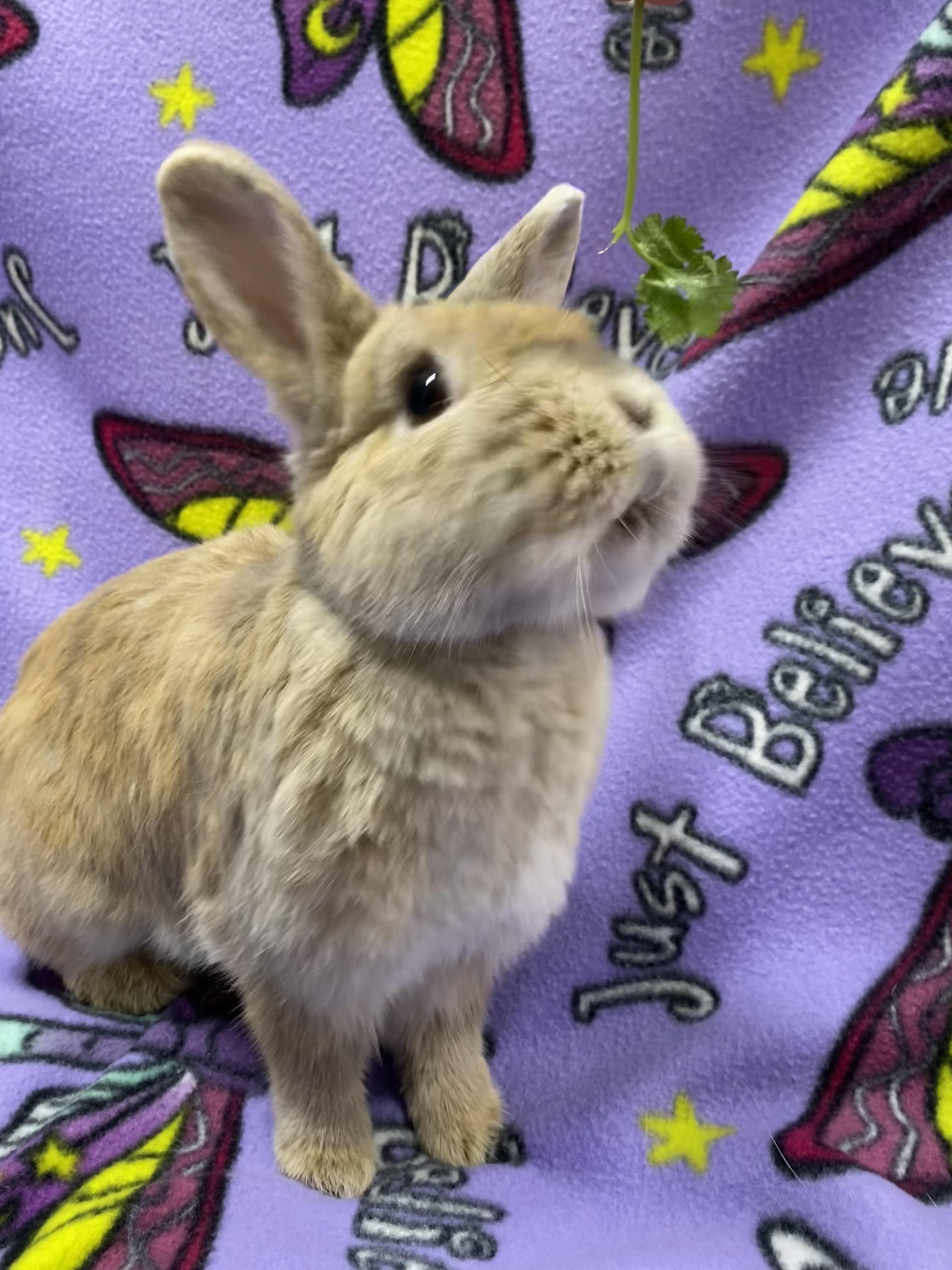 Briar, adopted, Adult Female Netherland Dwarf.