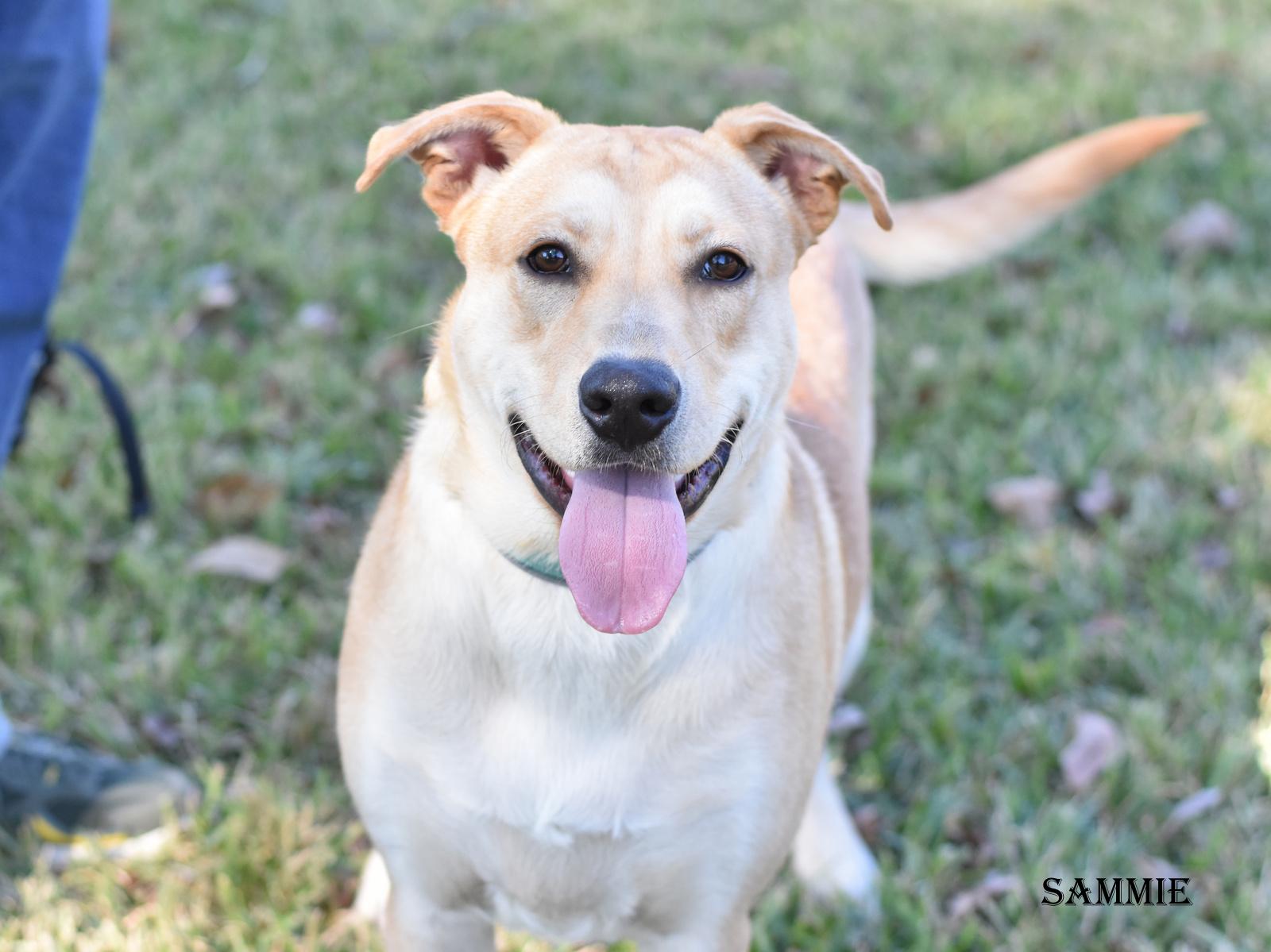 Enlarge Sammie, a Adoptable mixed breed in Coopersburg, PA image 1/5