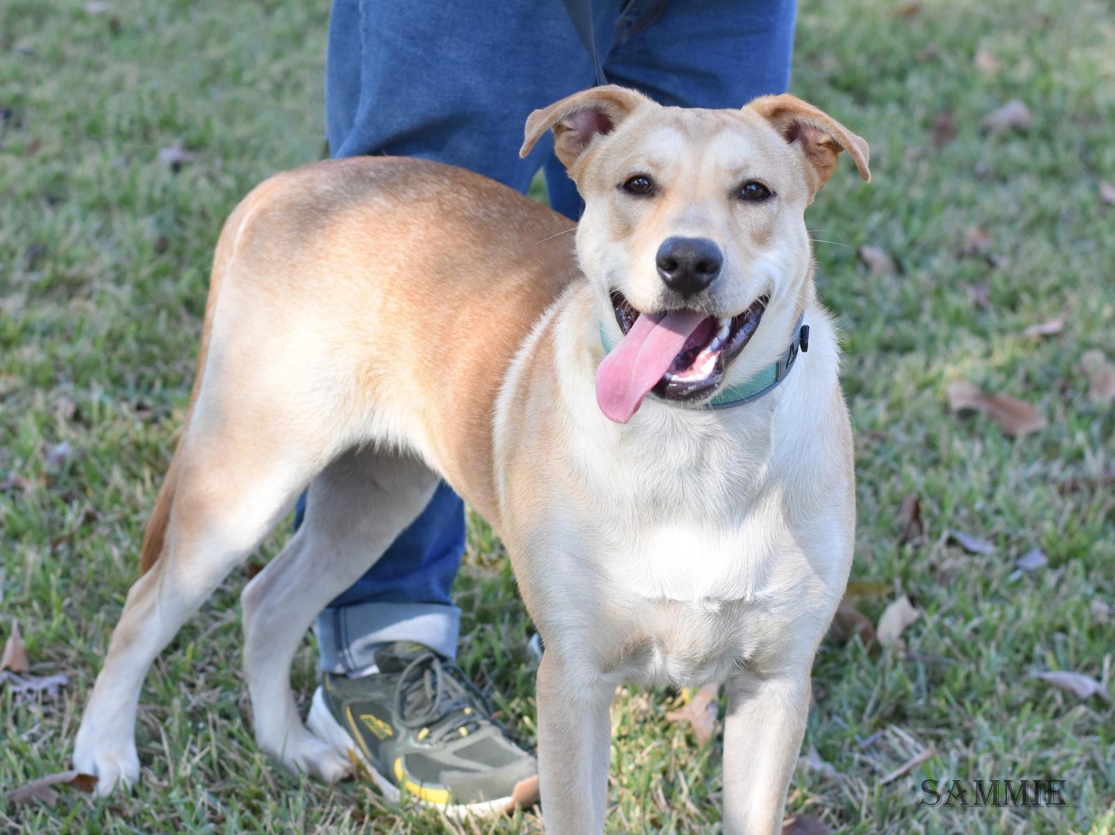 Enlarge Sammie, a Adoptable mixed breed in Coopersburg, PA image 2/5