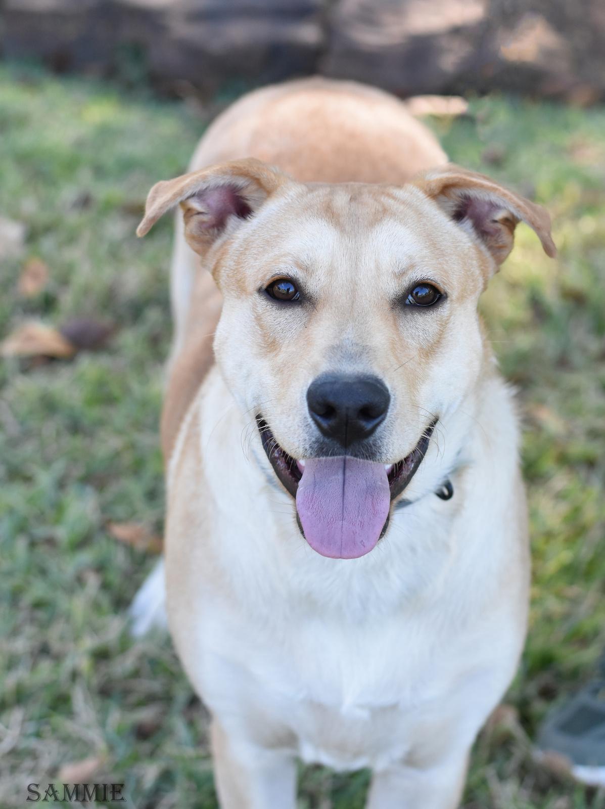 Enlarge Sammie, a Adoptable mixed breed in Coopersburg, PA image 3/5