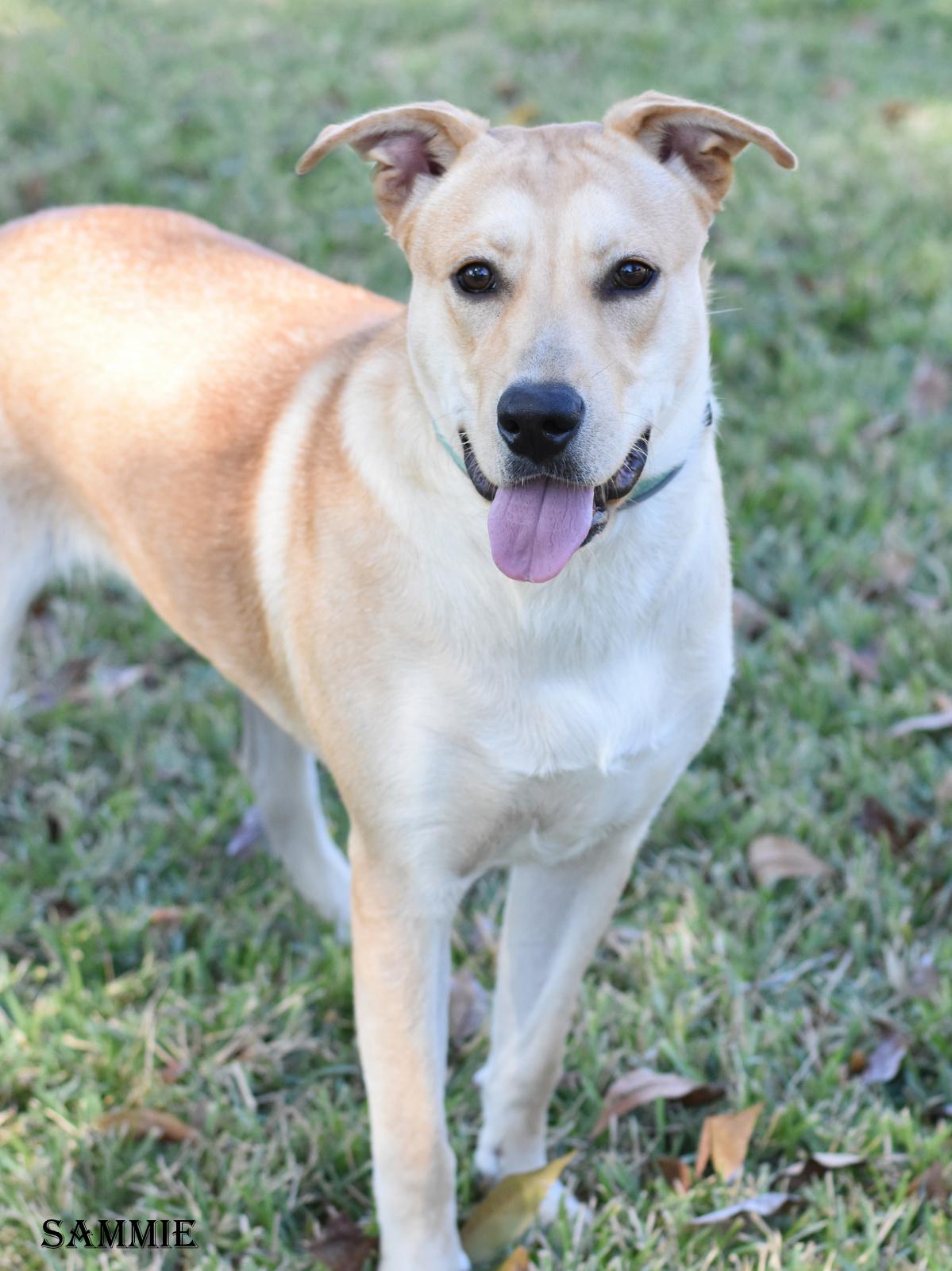 Enlarge Sammie, a Adoptable mixed breed in Coopersburg, PA image 4/5
