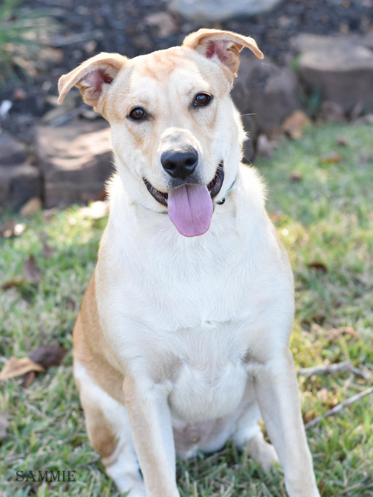Enlarge Sammie, a Adoptable mixed breed in Coopersburg, PA image 5/5
