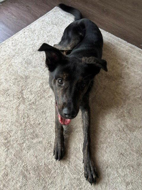 Thor, Adoptable, Young Male Labrador Retriever & Cane Corso.