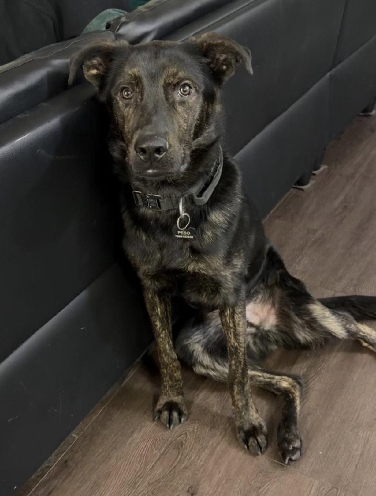 Enlarge Thor, a Adoptable mixed breed in Fort Wayne, IN image 2/3
