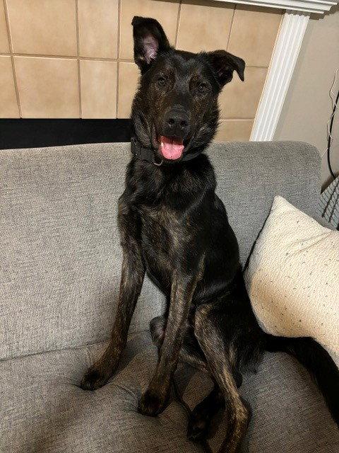 Enlarge Thor, a Adoptable mixed breed in Fort Wayne, IN image 3/3