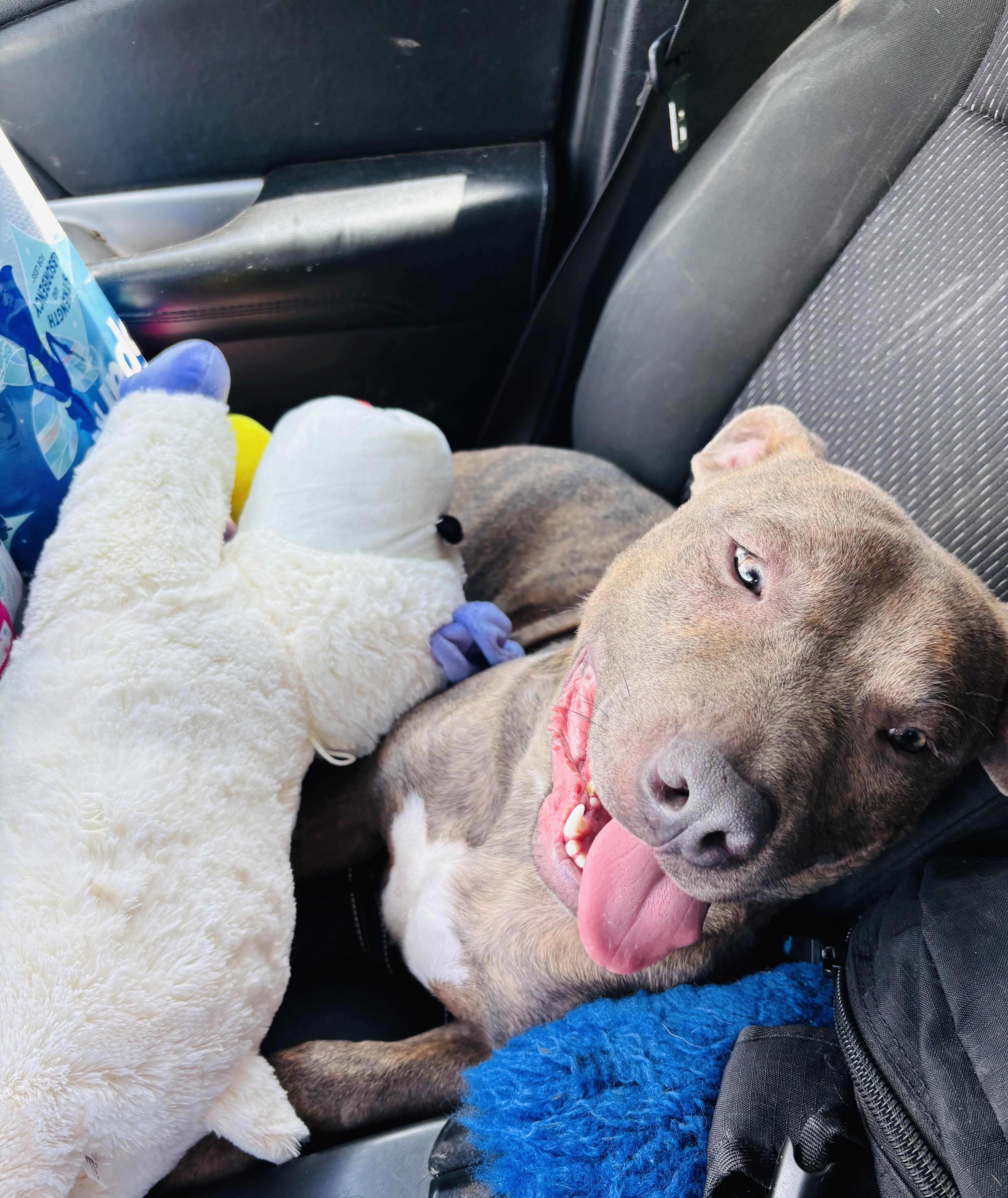 Enlarge Bruno Mars, an adopted mixed breed in Rogers, AR image 1/1