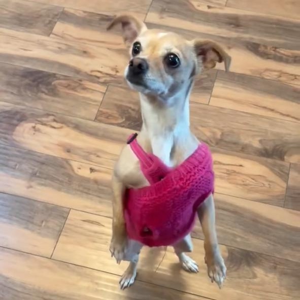 Enlarge Nala-Shy Girl!, a ADOPTABLE mixed breed in Seattle, WA image 1/2