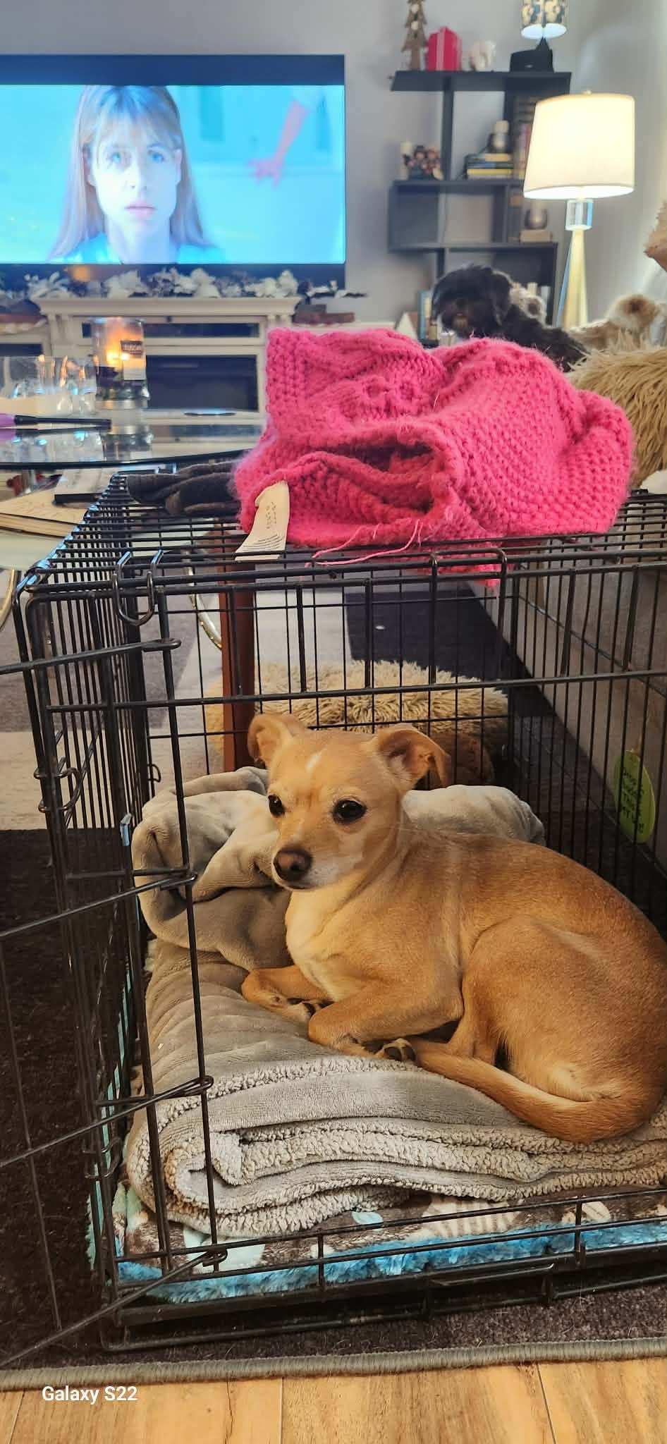 Enlarge Nala-Shy Girl!, a ADOPTABLE mixed breed in Seattle, WA image 2/2