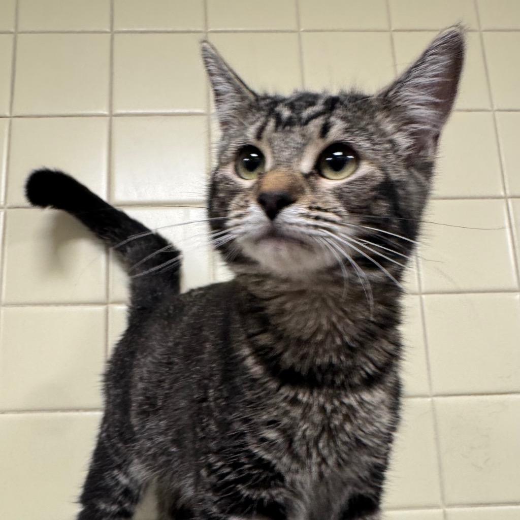 Cheshire, Adoptable, Kitten Female Domestic Short Hair.