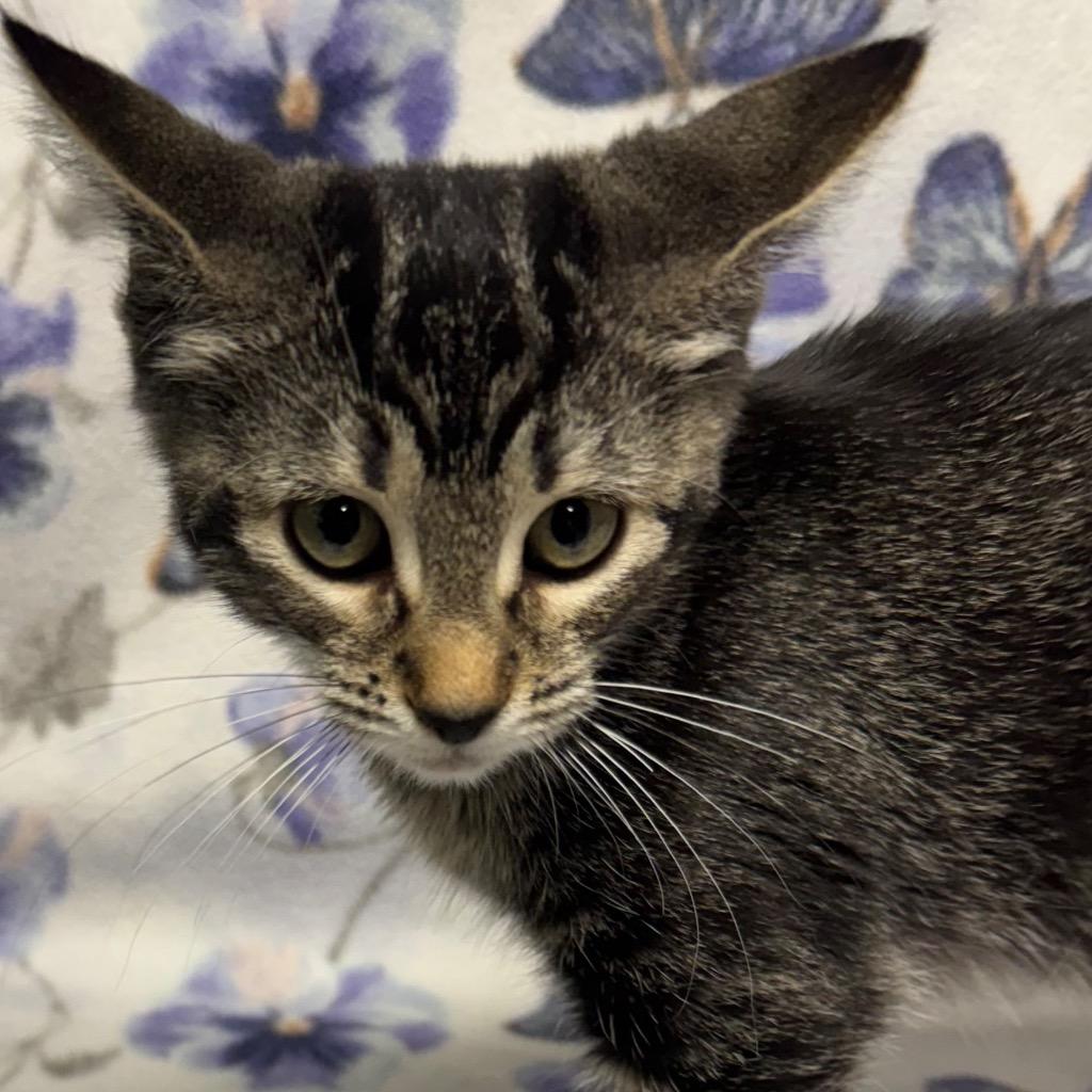 Cheshire, Adoptable, Kitten Female Domestic Short Hair.
