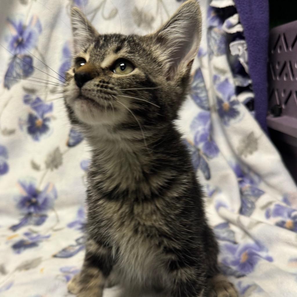 Cheshire, a Adoptable mixed breed in Olean, NY image 2/5
