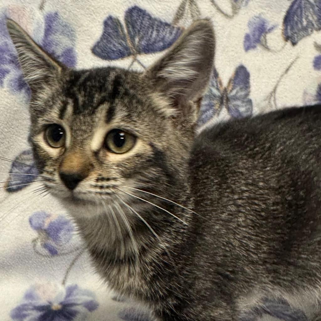 Cheshire, a Adoptable mixed breed in Olean, NY image 3/5