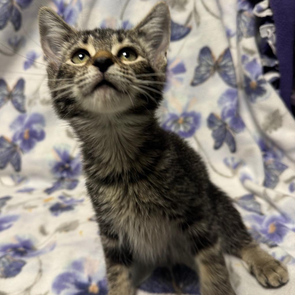 Cheshire, a Adoptable mixed breed in Olean, NY image 4/5