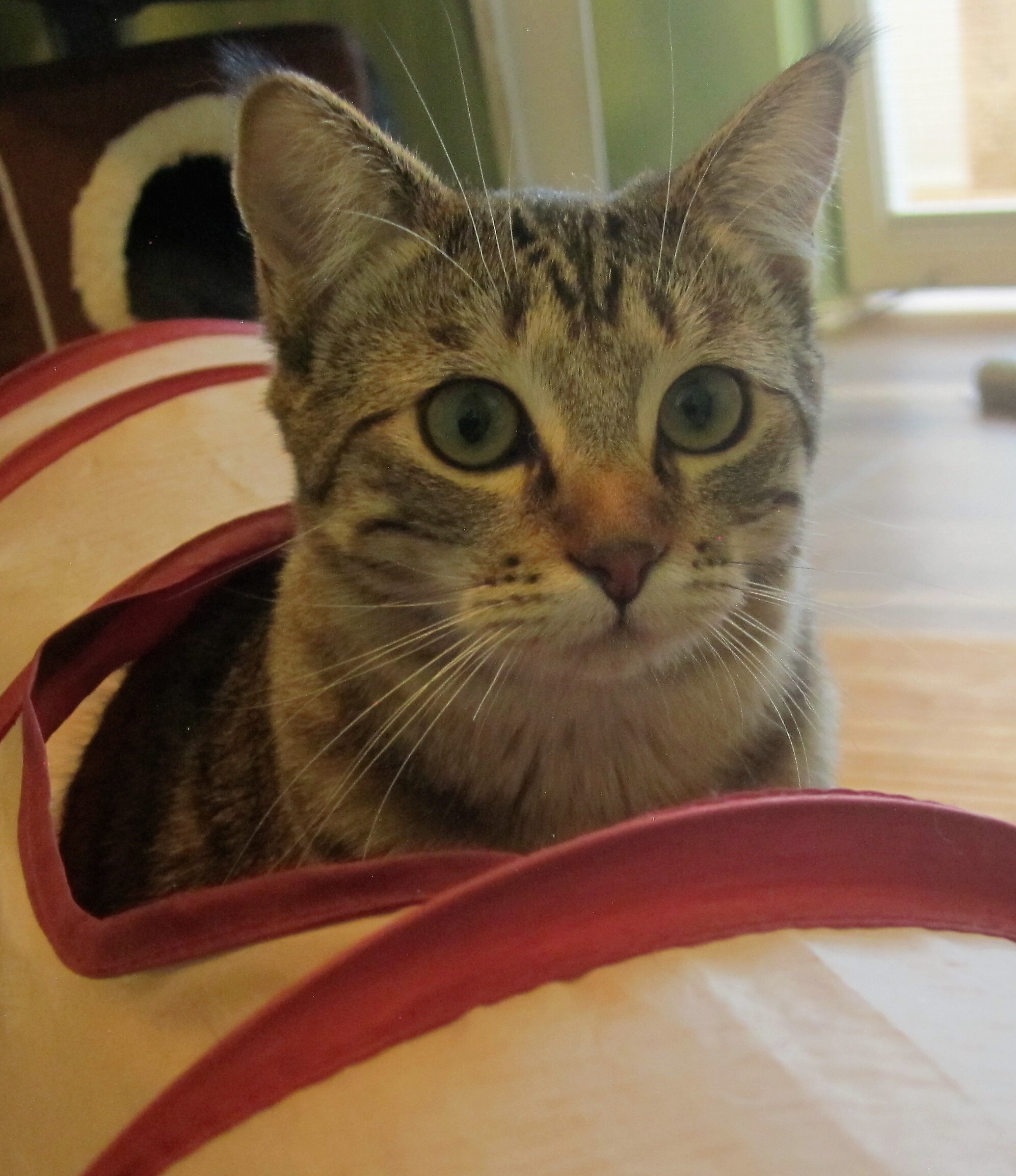 Enlarge CHARLESTON, a Adoptable Tabby in Prescott, AZ image 2/6