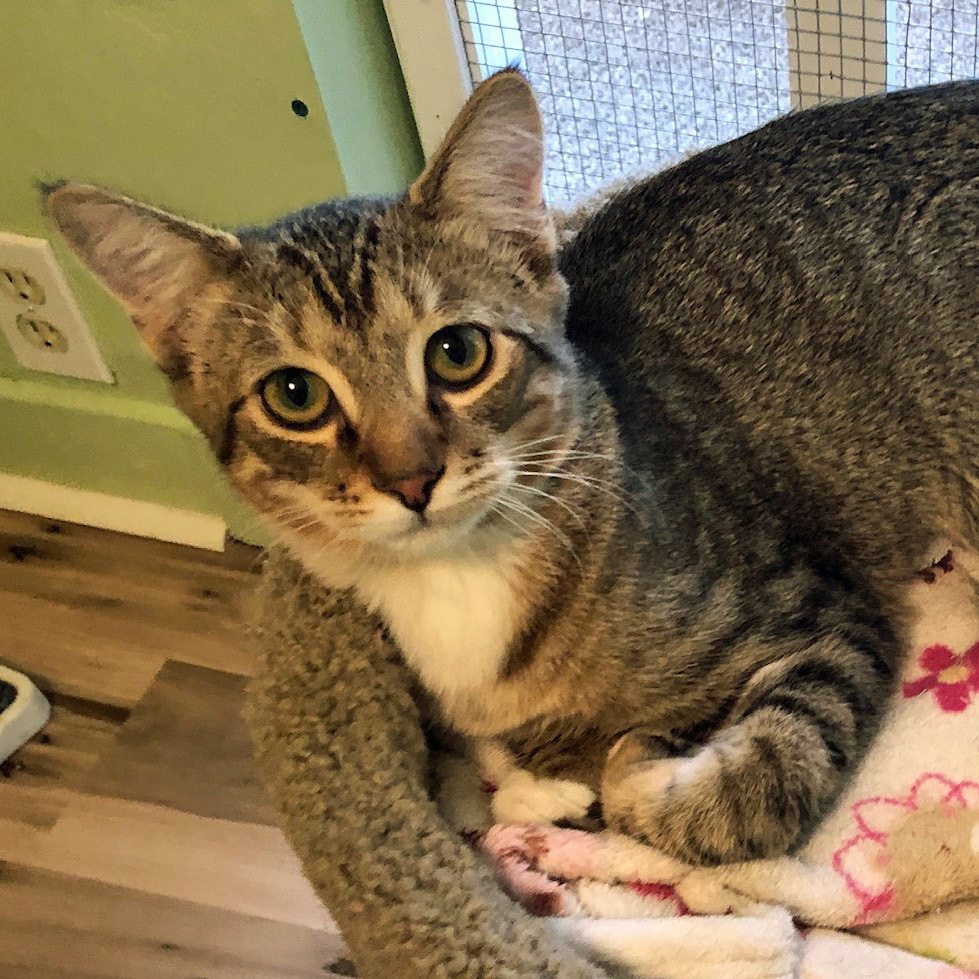 Enlarge CHARLESTON, a Adoptable Tabby in Prescott, AZ image 3/6