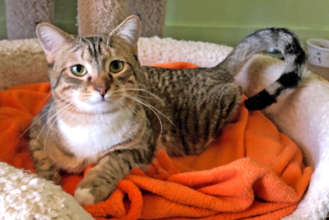 Enlarge CHARLESTON, a Adoptable Tabby in Prescott, AZ image 4/6