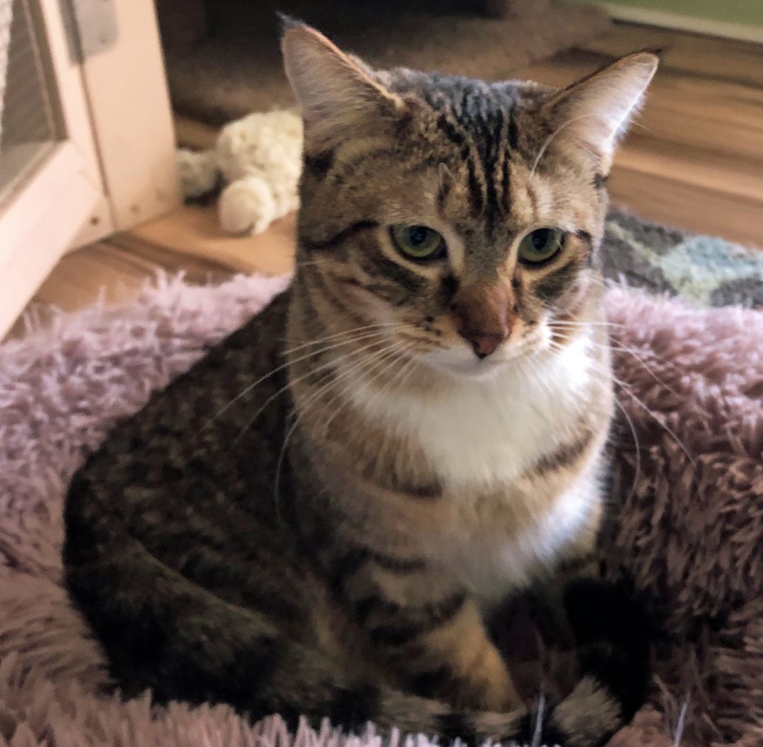 CHARLESTON, Adoptable, Adult Male Tabby.