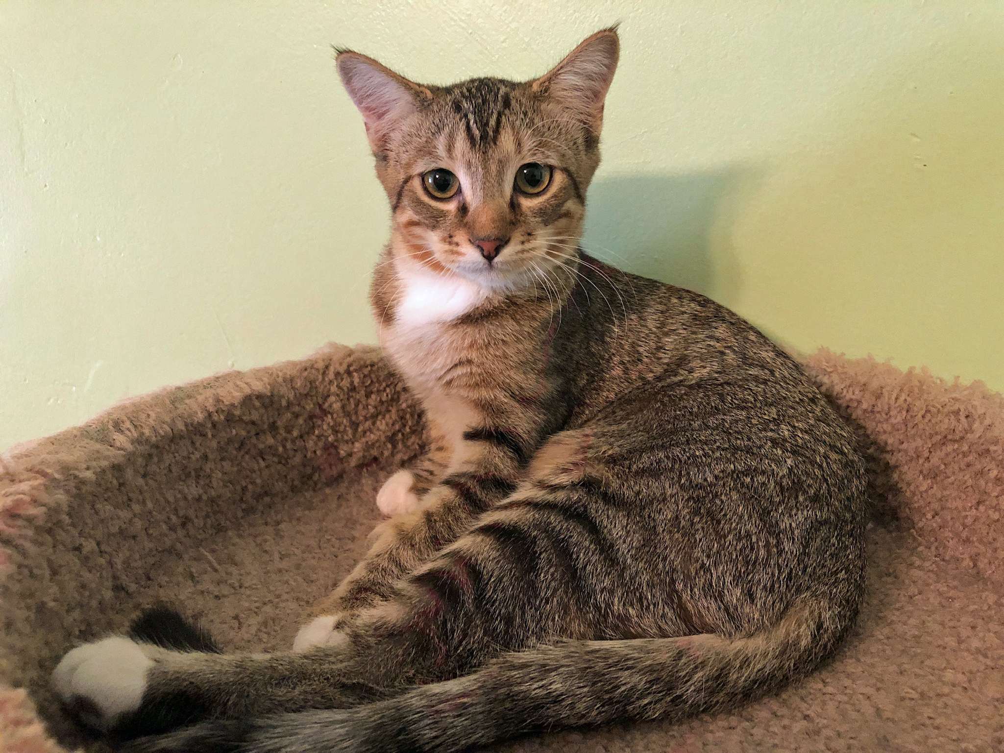 Enlarge CHARLESTON, a Adoptable Tabby in Prescott, AZ image 5/6