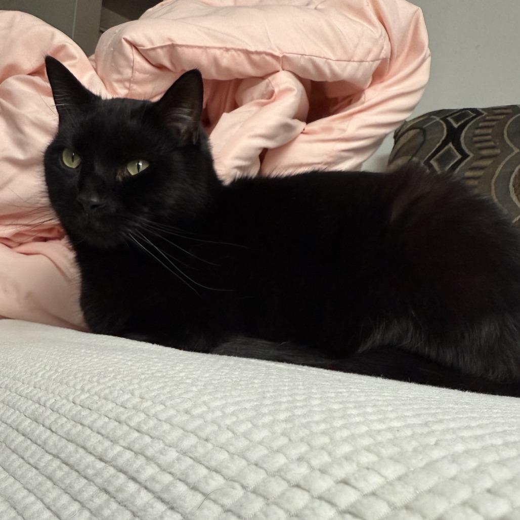 Bean, Adoptable, Adult Male Domestic Short Hair.