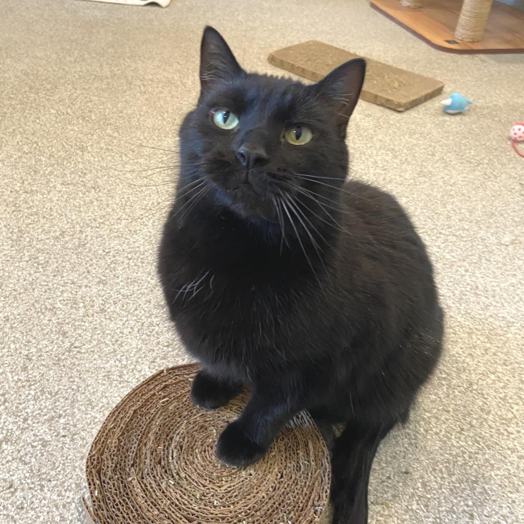 Enlarge Bean, a Adoptable Domestic Short Hair in Washington Township, OH image 2/4