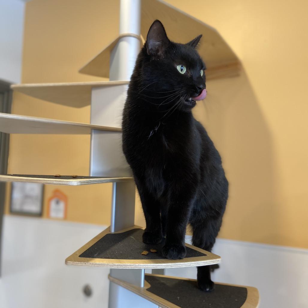 Enlarge Bean, a Adoptable Domestic Short Hair in Washington Township, OH image 3/4