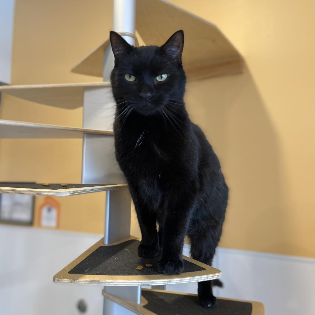 Enlarge Bean, a Adoptable Domestic Short Hair in Washington Township, OH image 4/4