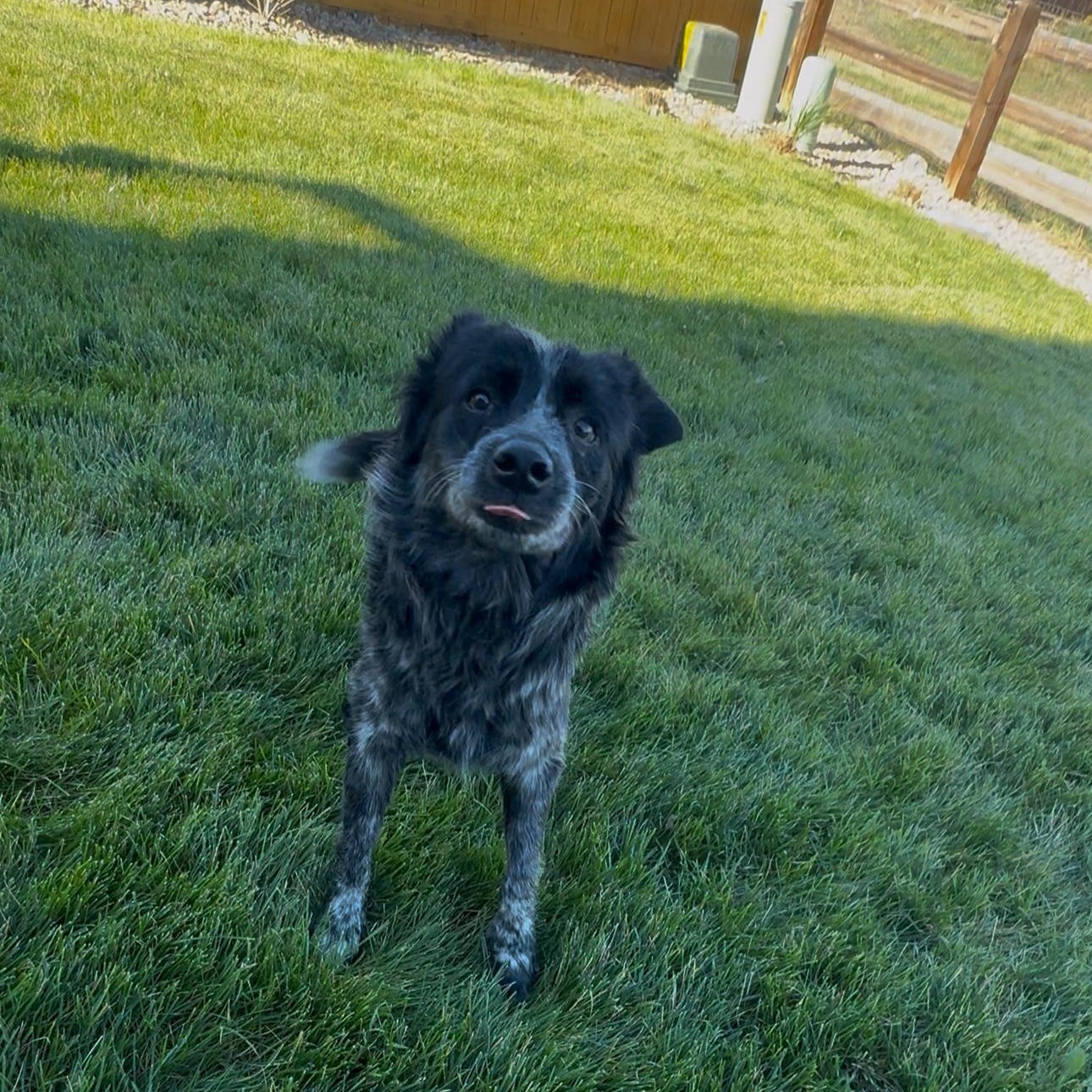 Enlarge Adelaide, a Adoptable Australian Cattle Dog / Blue Heeler in Thornton, CO image 3/4