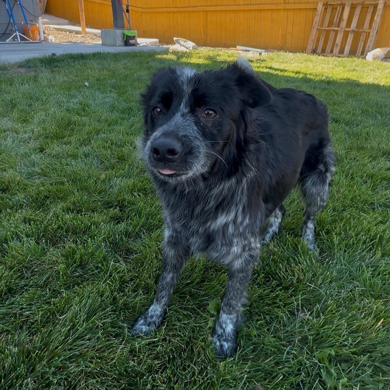 Enlarge Adelaide, a Adoptable Australian Cattle Dog / Blue Heeler in Thornton, CO image 1/4