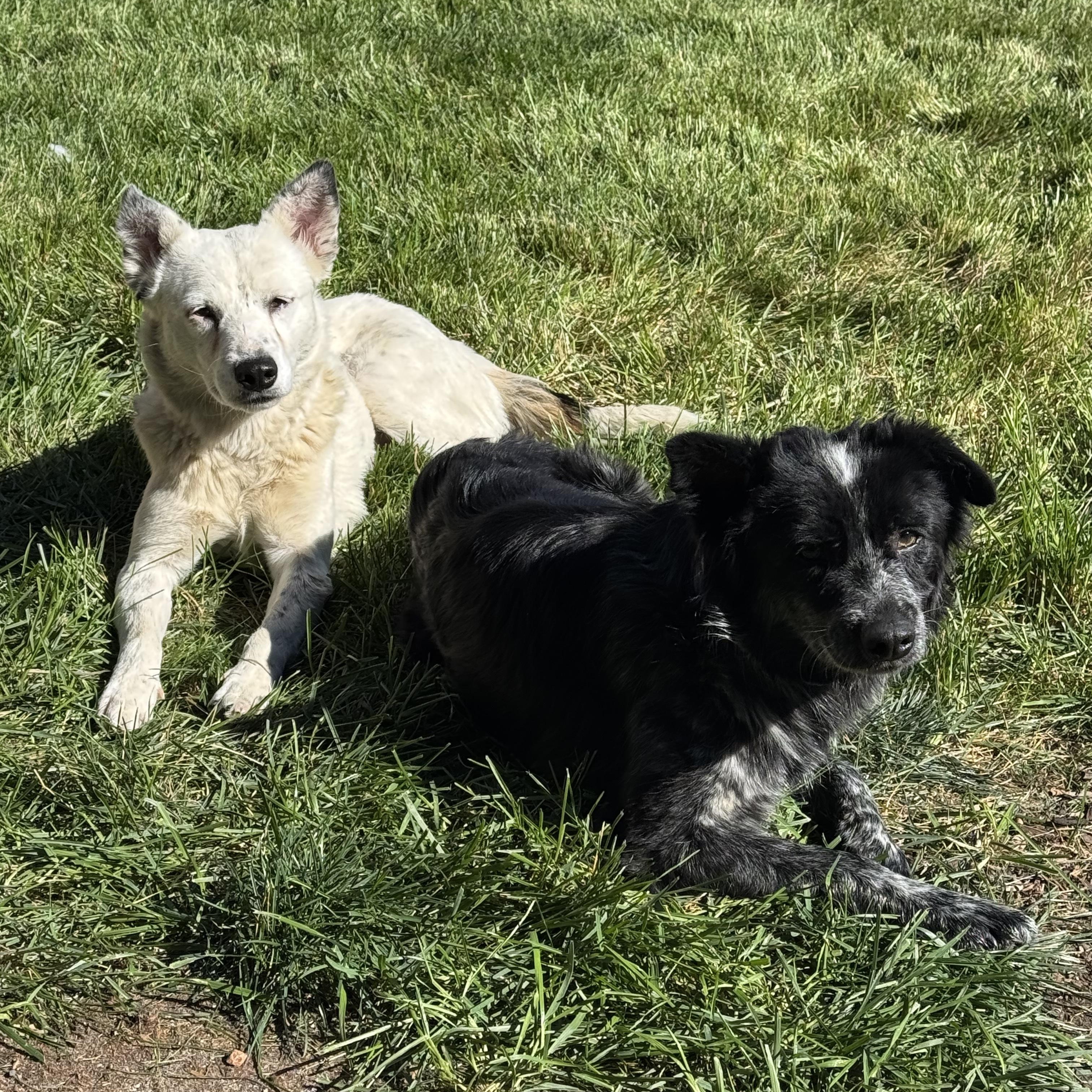 Enlarge Adelaide, a Adoptable Australian Cattle Dog / Blue Heeler in Thornton, CO image 4/4