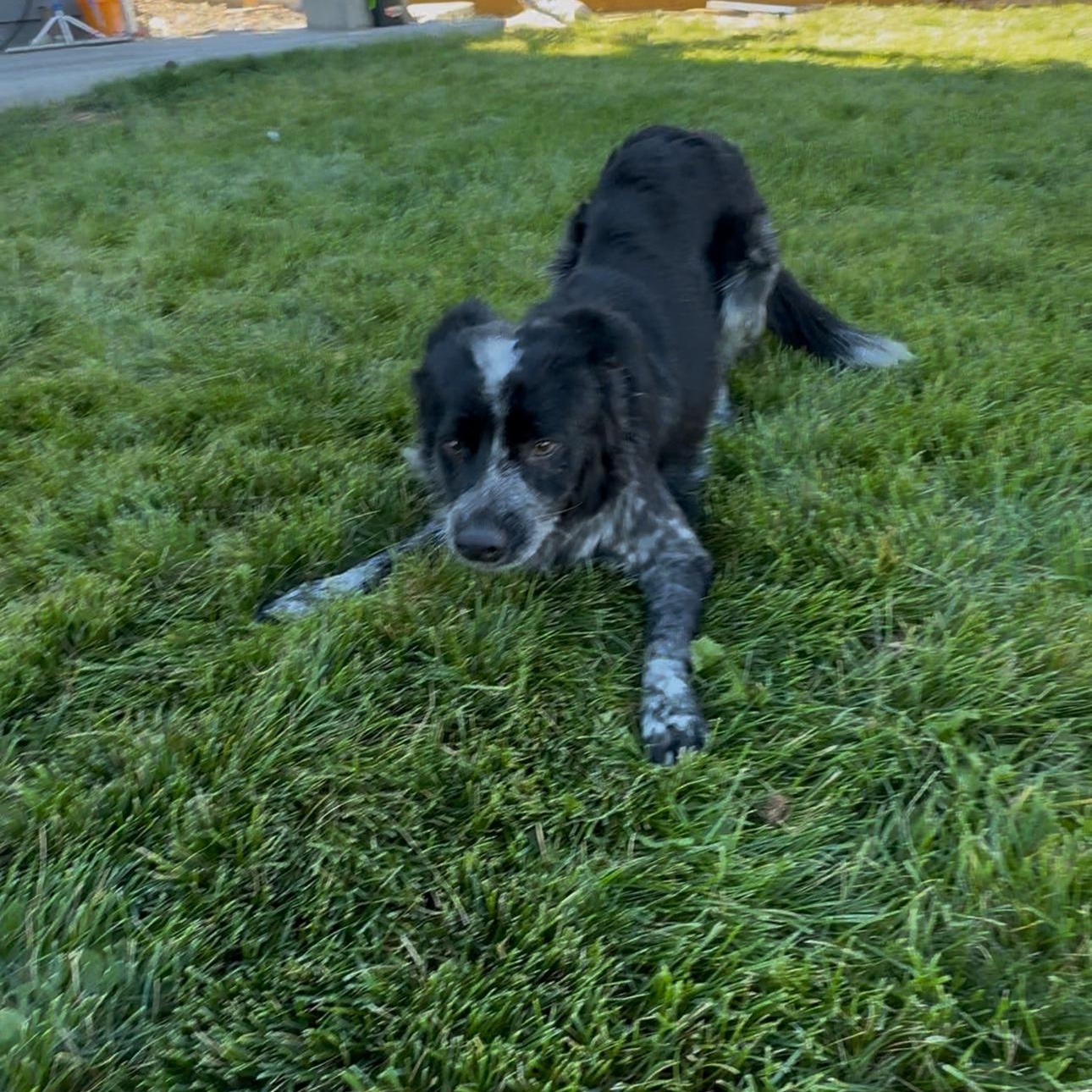 Enlarge Adelaide, a Adoptable Australian Cattle Dog / Blue Heeler in Thornton, CO image 2/4